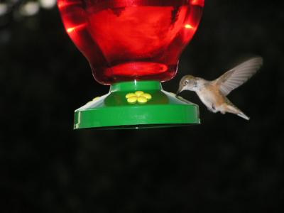 v3/77/498077/3/49021272.Hummingbirdp42EstesParkCO.jpg