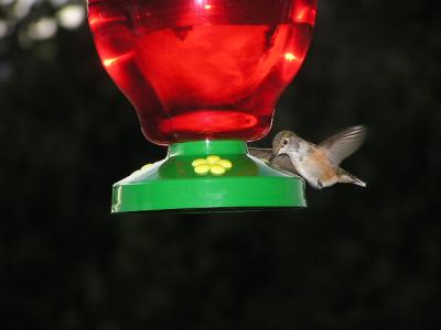 v3/77/498077/3/49021275.Hummingbirdp43EstesParkCO.jpg