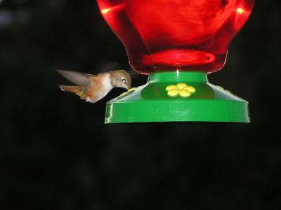 v3/77/498077/3/49021276.Hummingbirdp44EstesParkCO.jpg