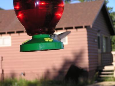 v3/77/498077/3/49021284.Hummingbirdp45EstesParkCO.jpg