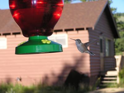v3/77/498077/3/49021298.Hummingbirdp46EstesParkCO.jpg