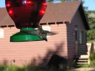 v3/77/498077/3/49021314.Hummingbirdp47EstesParkCO.jpg