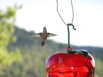 v3/77/498077/3/49021434.Hummingbirdp48EstesParkCO.jpg