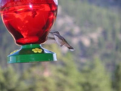 v3/77/498077/3/49021498.Hummingbirdp49EstesParkCO.jpg