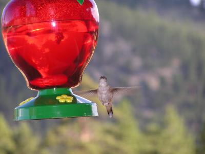 v3/77/498077/3/49021516.Hummingbirdp50EstesParkCO.jpg