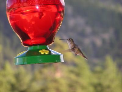 Hummingbirds