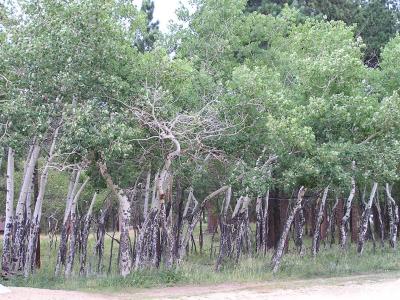 v3/77/498077/3/49182083.TreesinEstesParkCO.jpg