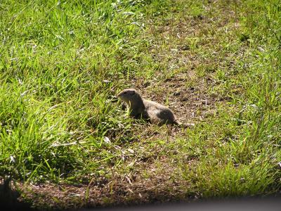 varmint in Estes Park Co.JPG