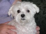 Allie p05.JPG