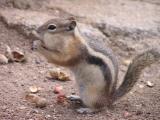 Chipmunk chowing down on peanut.JPG