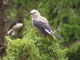 Clarks Nuthatch  p5.JPG