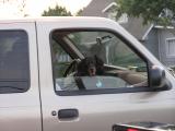 Dog in truck.JPG