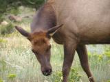 Elk in Estes Park CO. p4.JPG