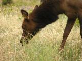 Elk in Estes Park CO. p6.JPG
