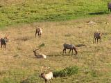 Elk on  Trail Ridge Road mountain  p4.JPG