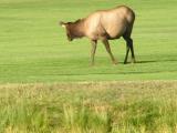 Elk on Golf course - Estes Park CO.  p7.JPG