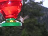Hummingbird  p14.JPG