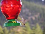 Hummingbird p50  Estes Park CO.JPG