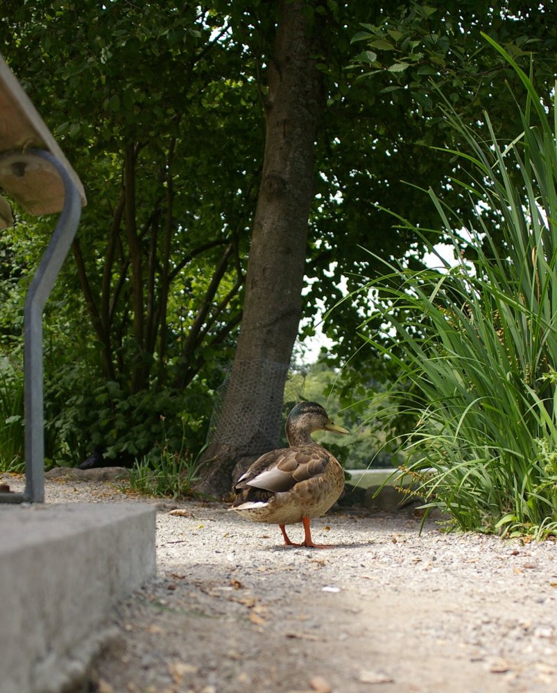 IMGP5582a.jpg