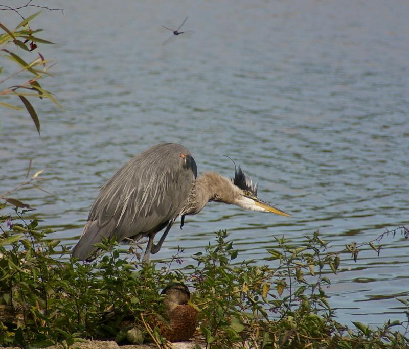 IMGP5578A.jpg