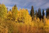 Autumn05a.jpg