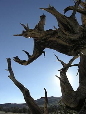 Bristlecone