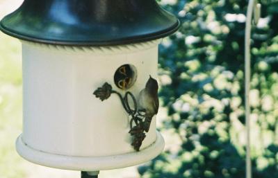 House Wren and Kids