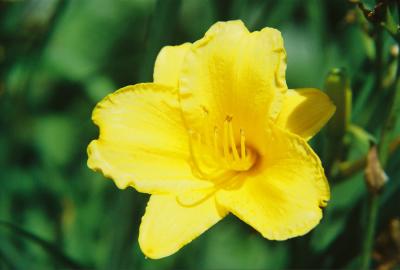 Stella Doro Day Lily