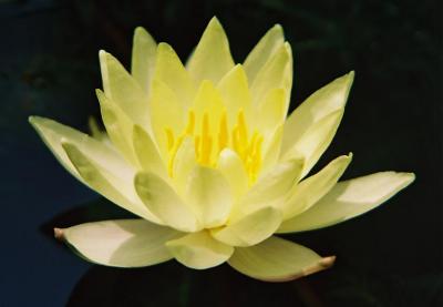 Chromatella Water Lily