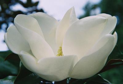Southern Magnolia