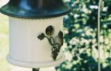 House Wren and Kids