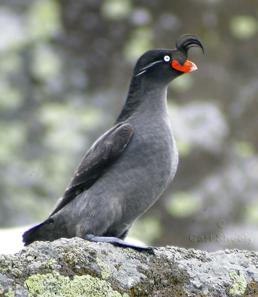 Crested Auklet-2w.jpg