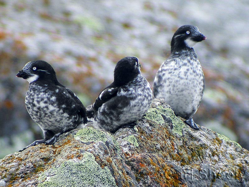 Three Least Auklets.jpg