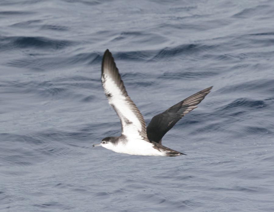 Audubons Shearwater-3.jpg