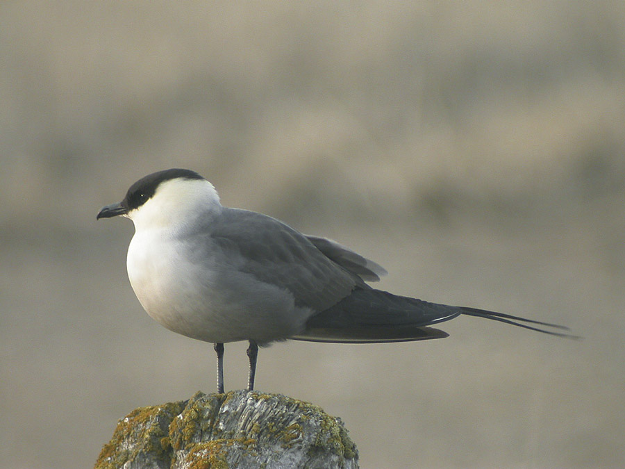 Long-tailed Jaeger.jpg