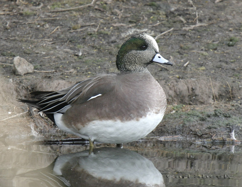 Am Wigeon-4.jpg