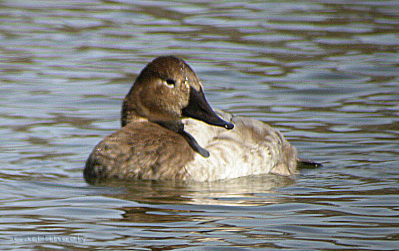 Canvasback-f-1w.jpg
