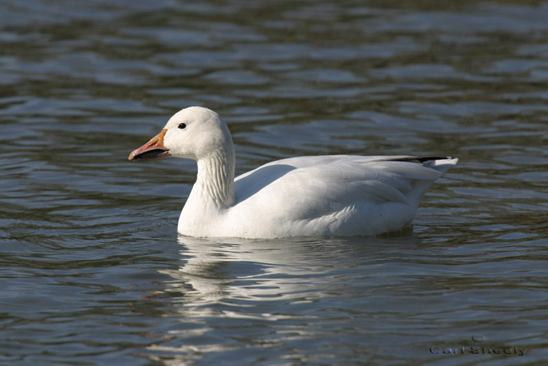 Snow Goose-1w.jpg