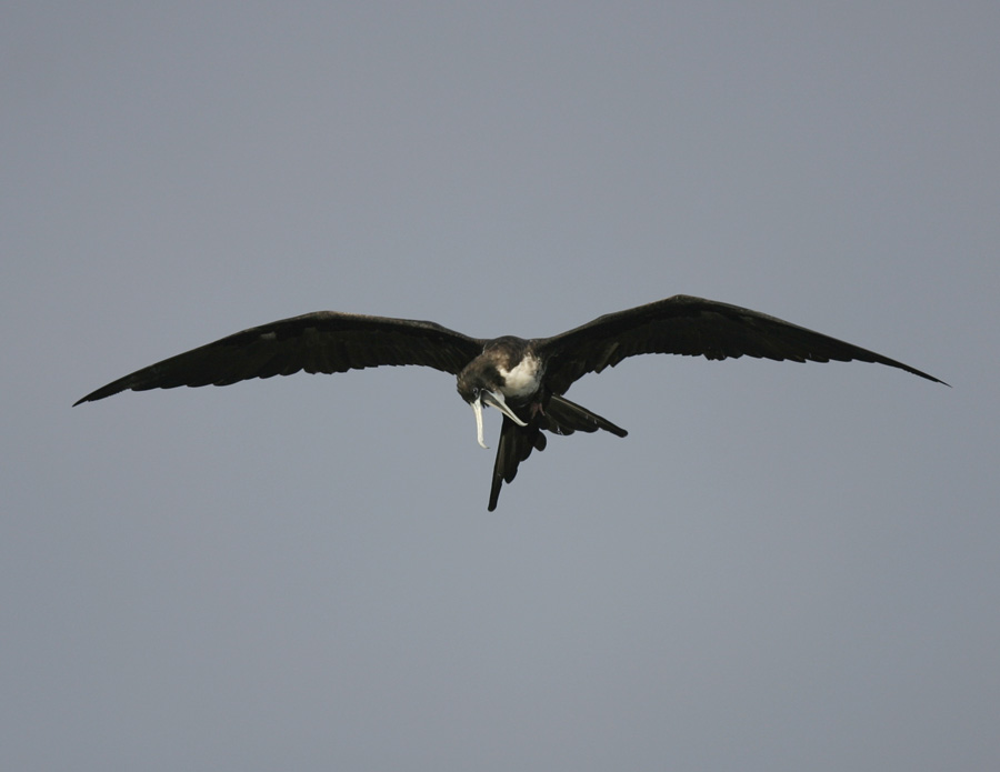 Frigatebird-1.jpg