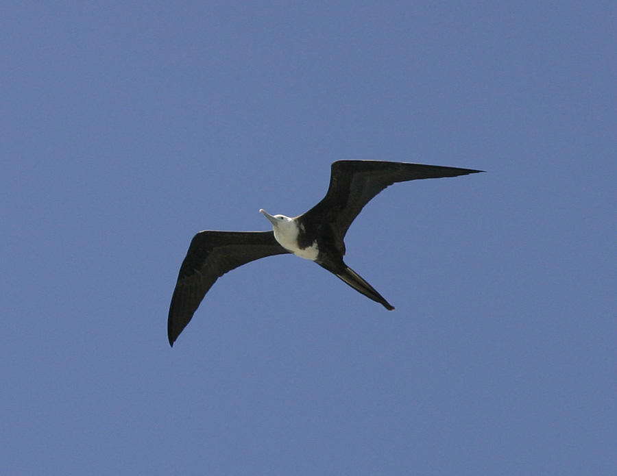 Magnificent Frigatebird-2.jpg