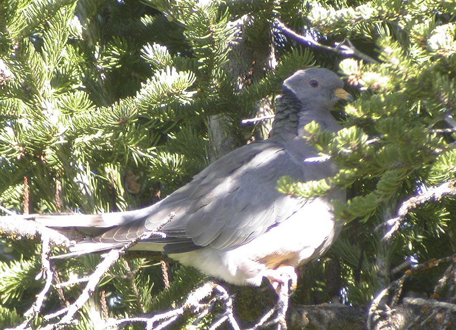 Band-tailed Pigeon-2.jpg