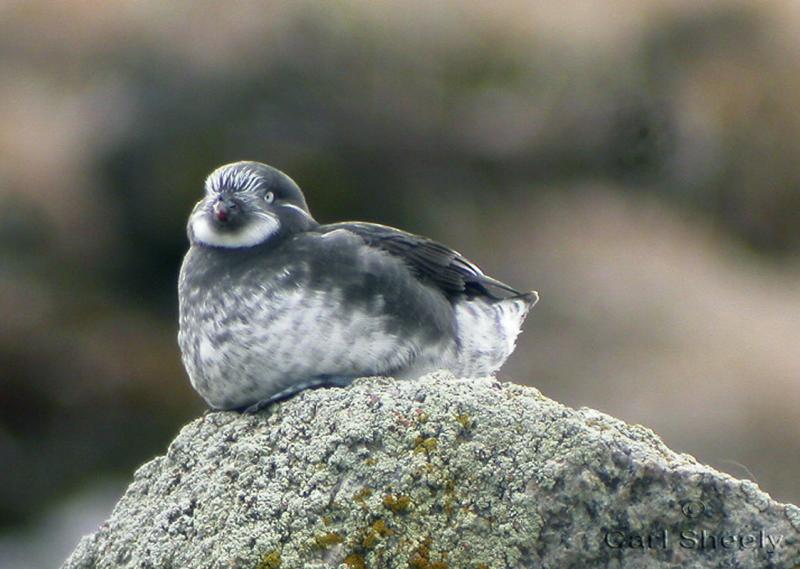 LeastAuklet-2w.jpg
