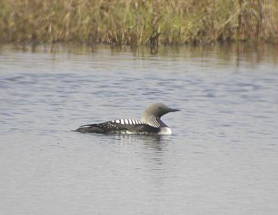Pacific Loon.jpg