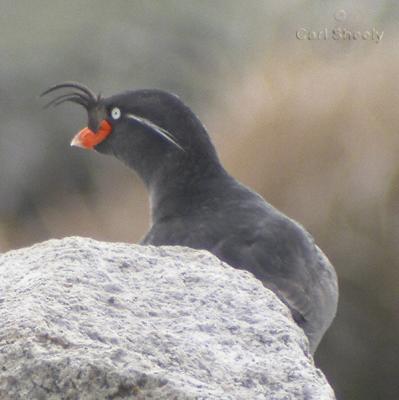 Crested Auklet