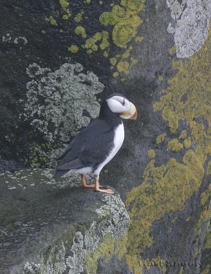 HornedPuffin-1w.jpg