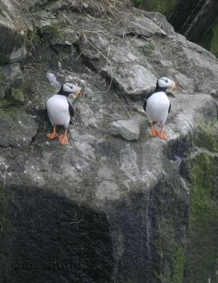 HornedPuffin-2w.jpg