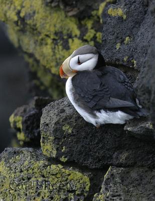 HornedPuffin-4w.jpg