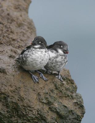 Least Auklets