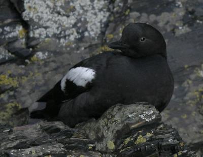 Pigeon Guillemot