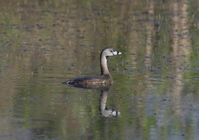Pied-billed Grebe541.jpg